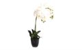 Vase & White Orchid 60cm