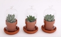 Planter with Succulent and Glass Domed Cover - Various