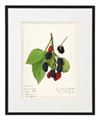 Wall Plaque Fruit Design 20x25cm RED/BLACKBERRIES