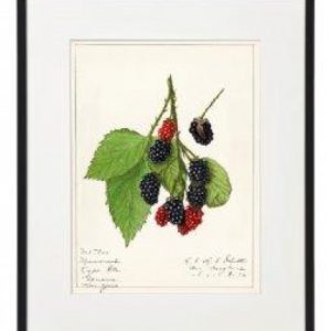 Wall Plaque Fruit Design 20x25cm RED/BLACKBERRIES